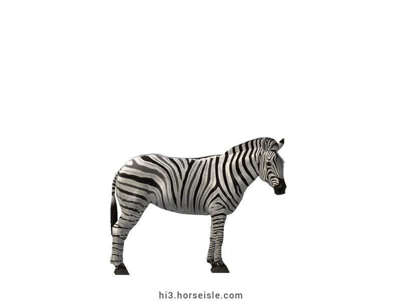 Burchell's Zebra White Striped Coat